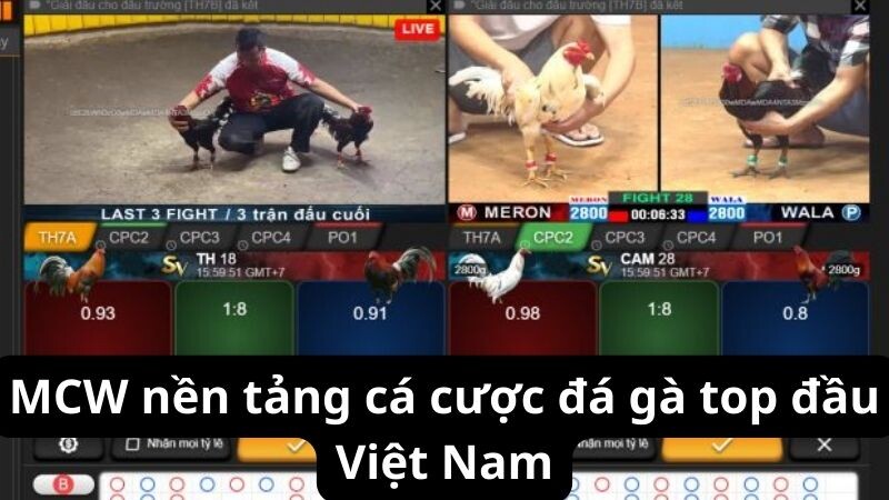 MCW nền tảng cá cược đá gà top đầu Việt Nam