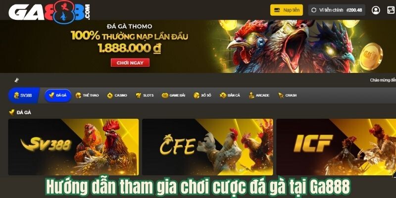 Hướng dẫn tham gia chơi cược đá gà tại Ga888